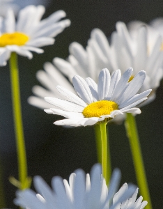 Nature blossom plant white Photo