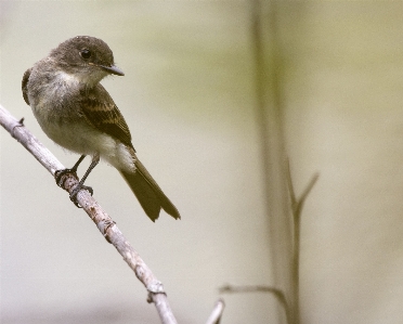 Nature branch bird wing Photo