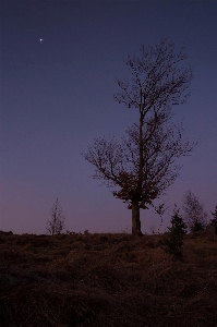 Landscape tree nature horizon Photo