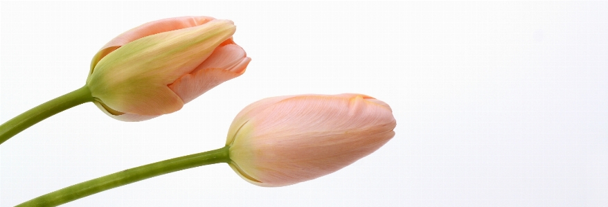 Foto Mano natura pianta fiore