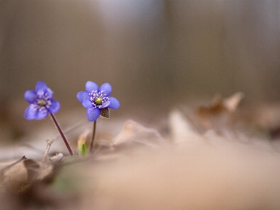 Nature blossom plant photography Photo