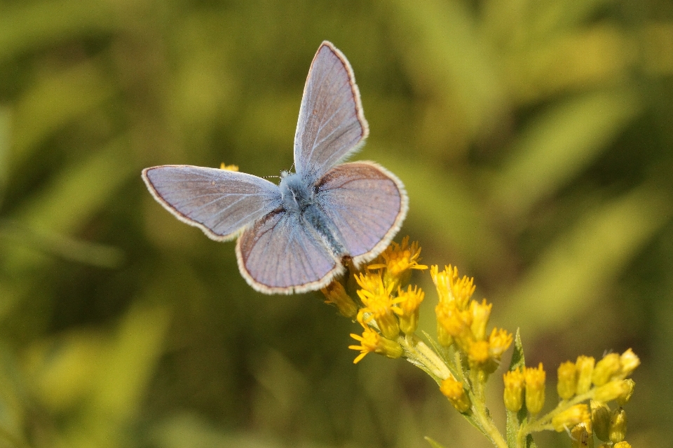 Nature wing plant meadow