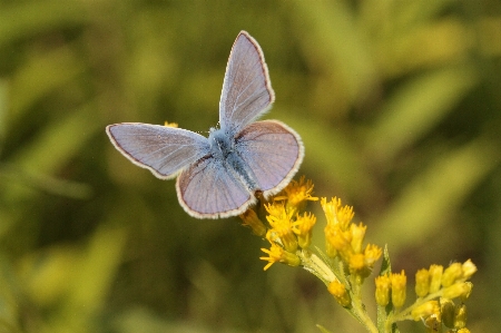 Foto Natura ala pianta prato
