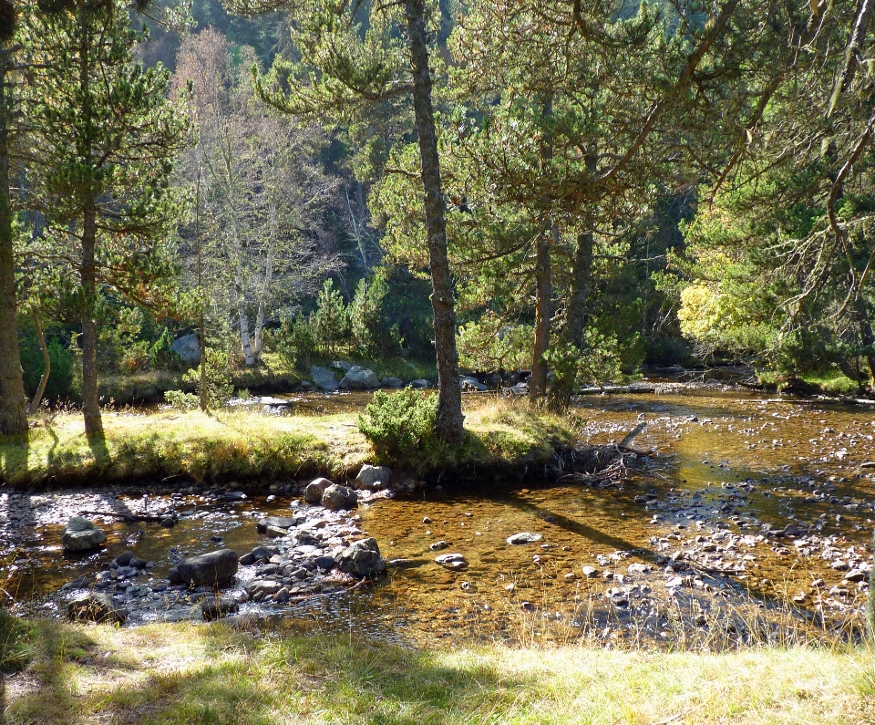 пейзаж дерево вода природа