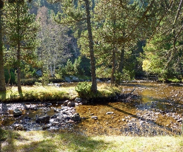 Landscape tree water nature Photo