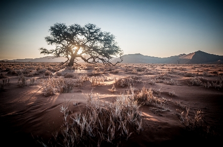 Landscape tree nature sand Photo