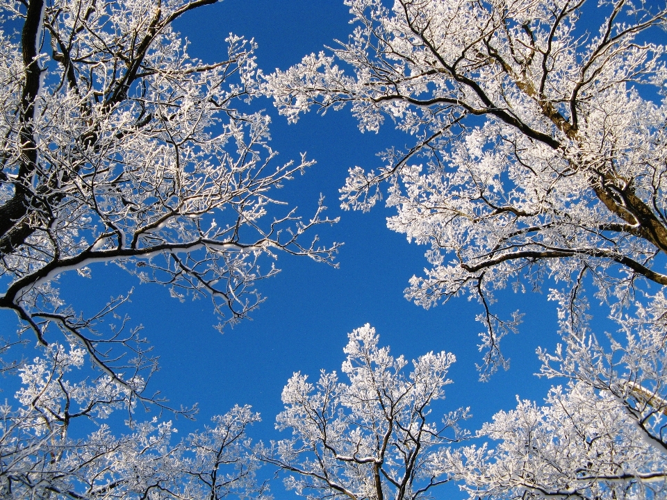 Landscape tree nature branch