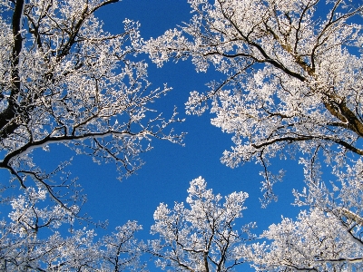 Landscape tree nature branch Photo