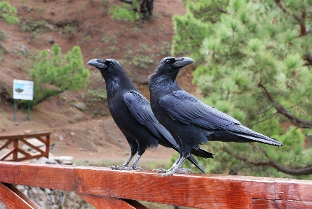 Foto Uccello fotografia animali selvatici becco