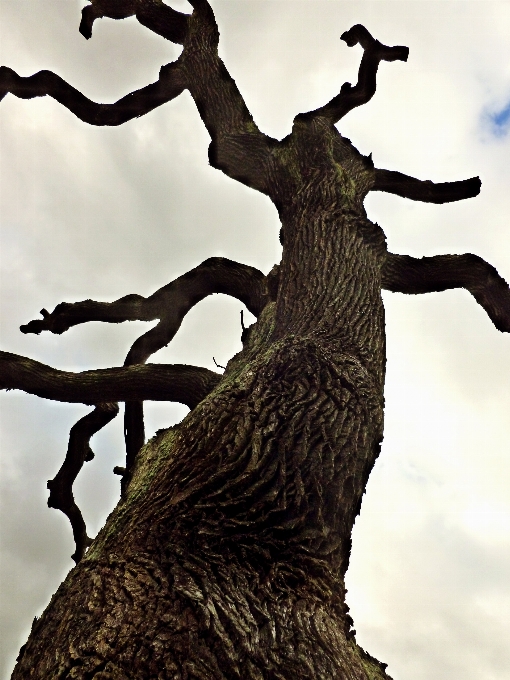 Baum natur wald zweig