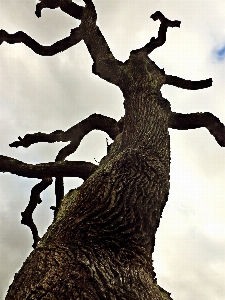 Tree nature forest branch Photo