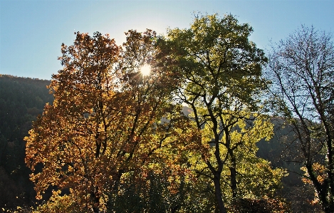 Landscape tree nature forest Photo