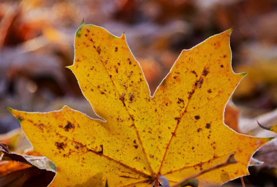 Drzewo natura oddział zimno