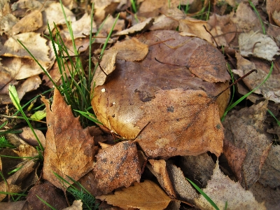 Tree nature forest leaf Photo