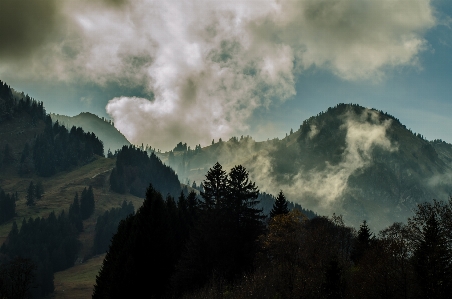 Landscape tree nature forest Photo