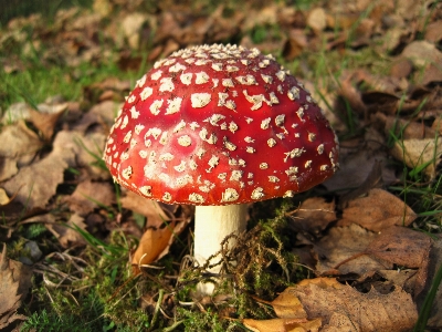 Nature forest red autumn Photo