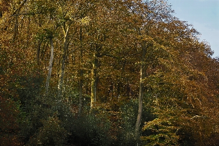 Landscape tree nature forest Photo