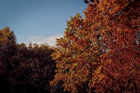 Landscape tree nature forest Photo