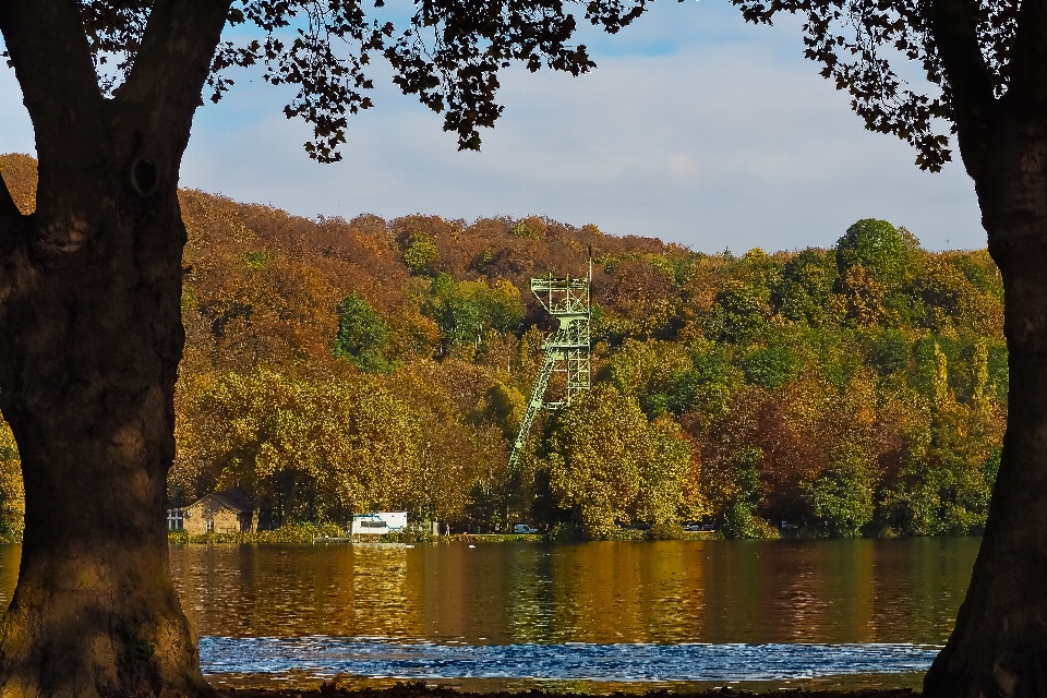 Paisaje árbol agua naturaleza