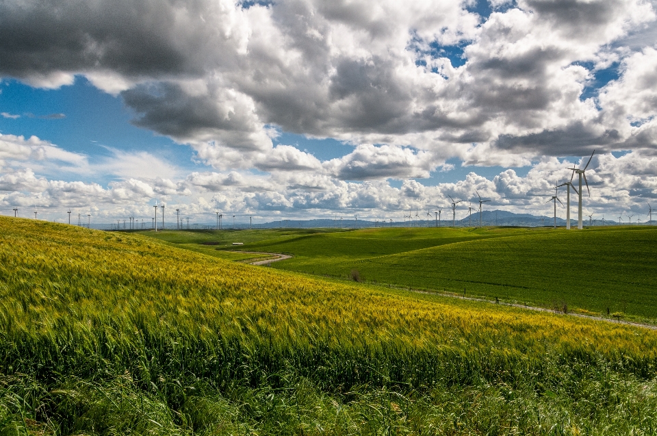 Paesaggio albero natura erba