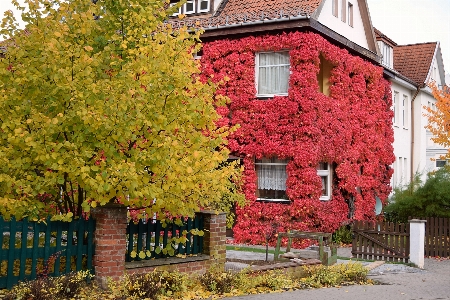 Tree plant vine house Photo