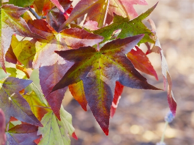 Tree nature branch plant Photo