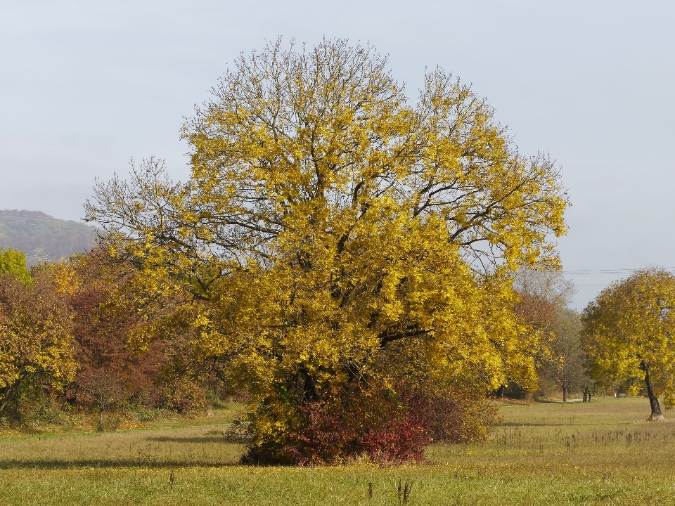 Krajobraz drzewo natura zakład