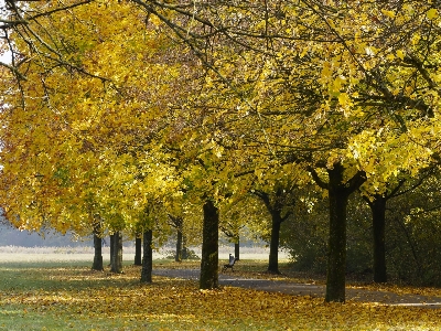 Landscape tree nature branch Photo