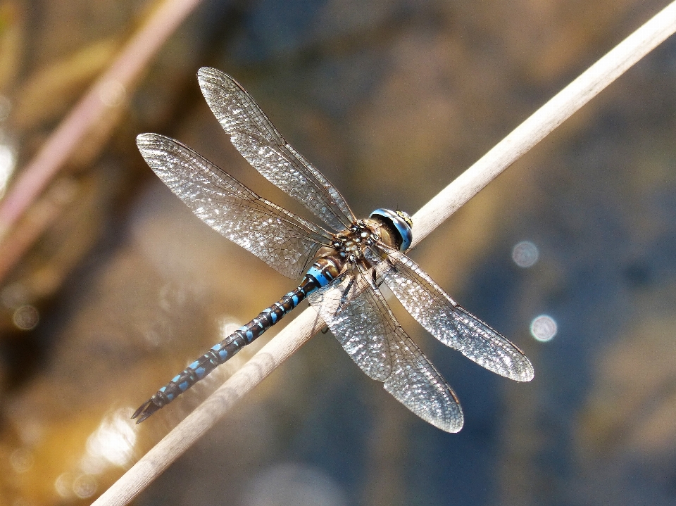 Nature wing photography stem