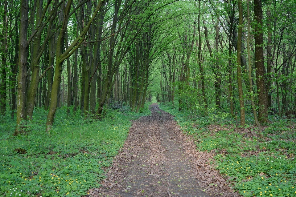 Pohon alam hutan tanaman