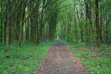 Tree nature forest plant Photo