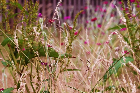 Nature grass blossom plant Photo