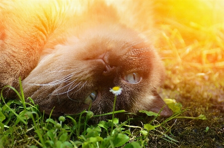 Grass sweet flower cute Photo