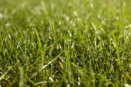 Nature grass dew growth Photo