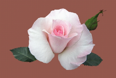 Plant flower petal rose Photo