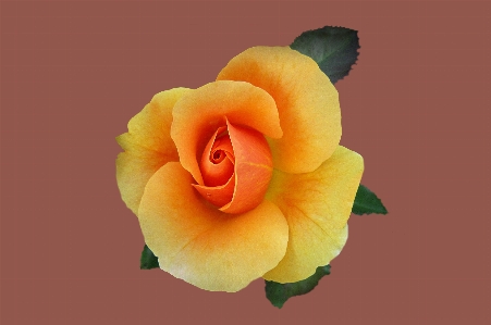 Plant flower petal rose Photo