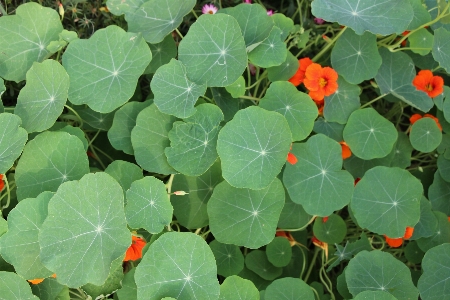 Plant leaf flower flowering Photo