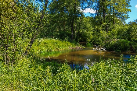 Foto Paesaggio albero acqua natura