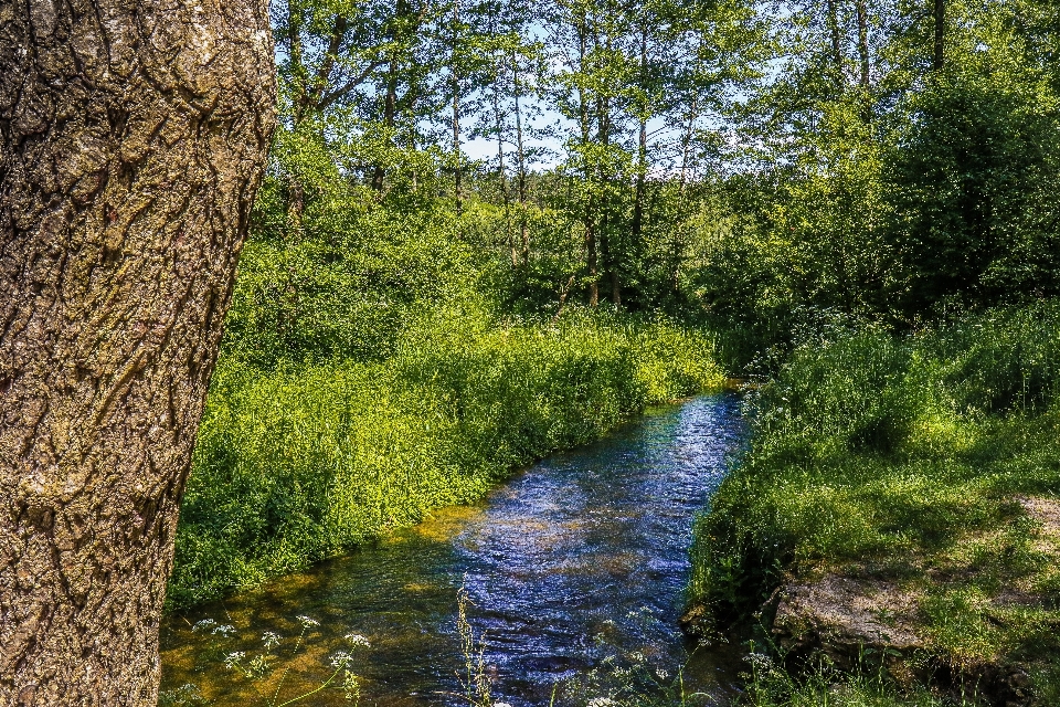 Paysage arbre eau nature