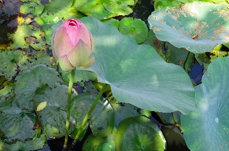 Nature blossom plant sunlight Photo