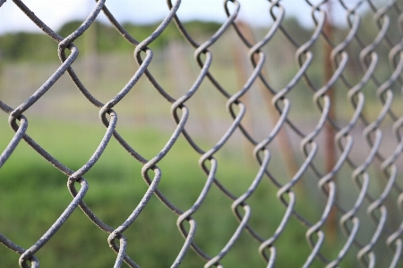 Grass branch fence barbed wire Photo