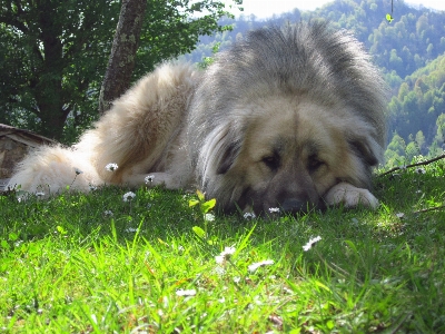 Gras draussen hund säugetier Foto