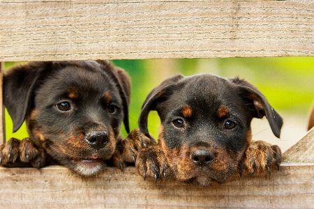 Farm sweet puppy dog Photo