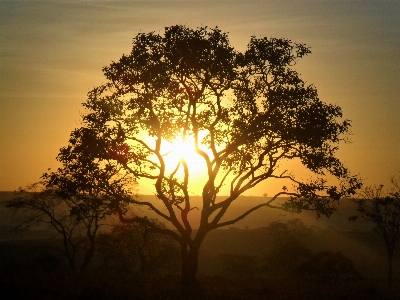 Foto Paisaje árbol naturaleza rama