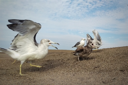 ビーチ 風景 鳥 羽 写真