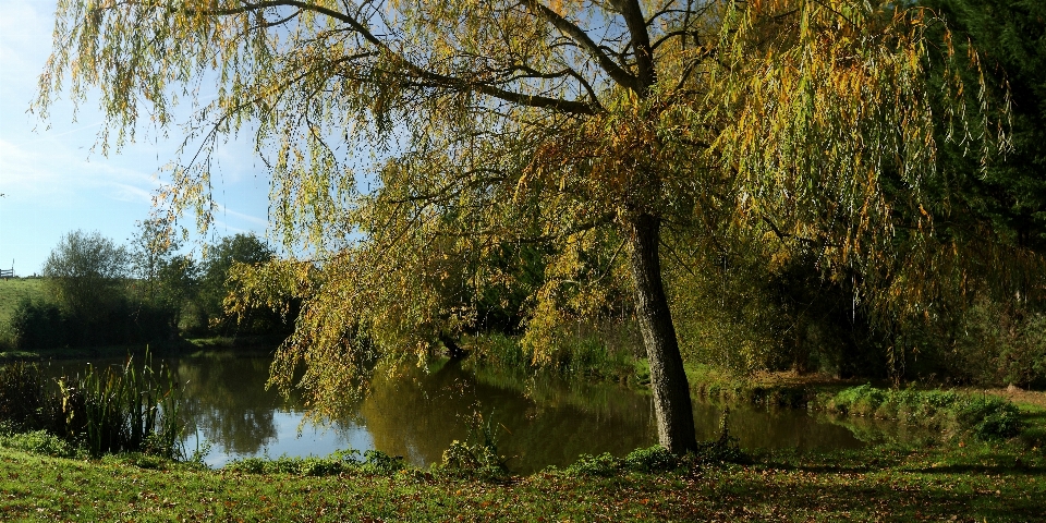 Landschaft baum natur wald