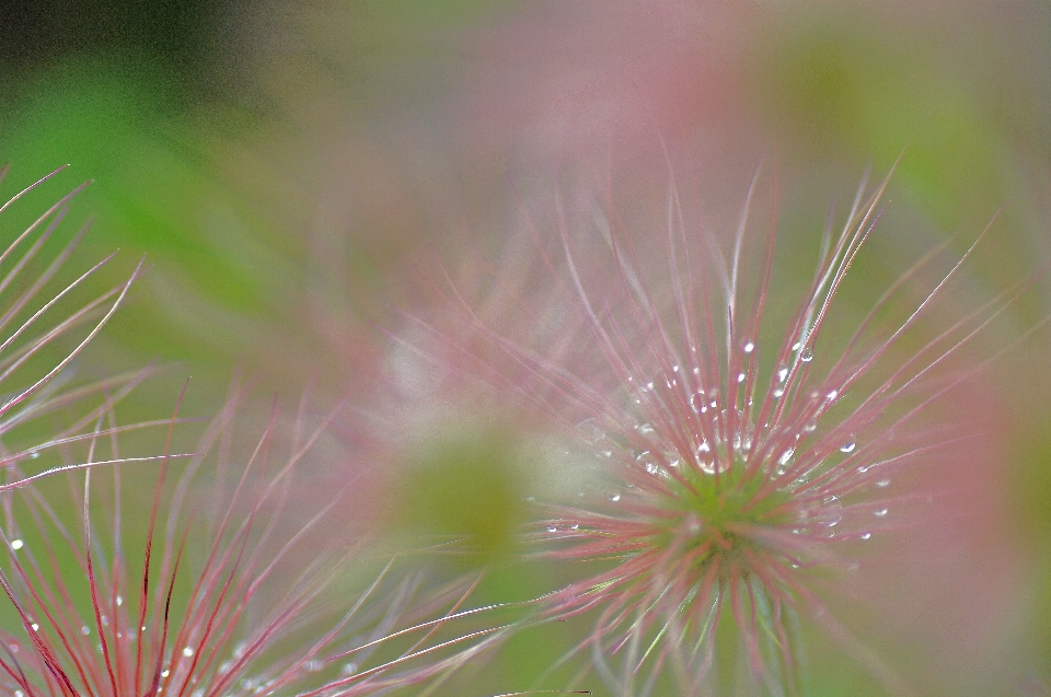 Natura erba ramo fiore