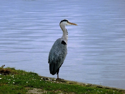 Foto Pájaro fauna silvestre pico