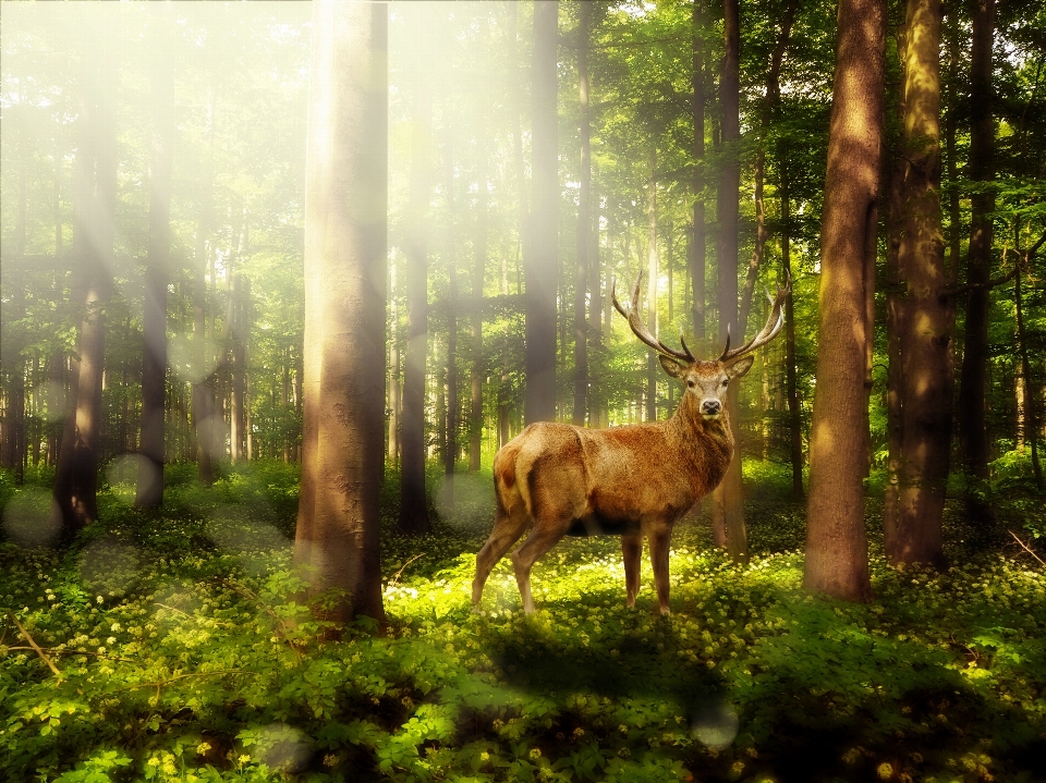 Paesaggio albero natura foresta