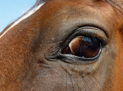 Animal wildlife horse mammal Photo